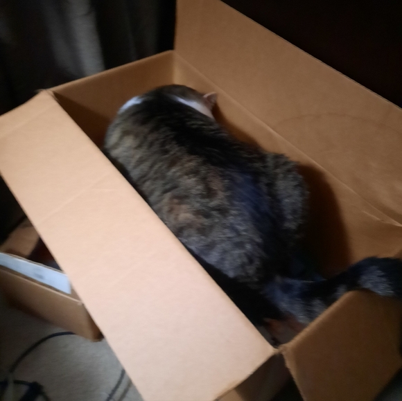 Used Cat - Picture 4 of 5